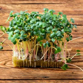 Микрозелень редиса зеленого XXL